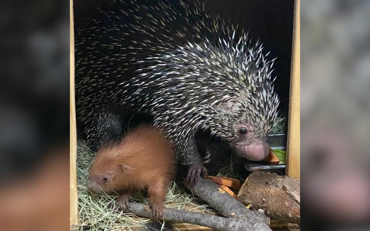 Porcupine Baby
