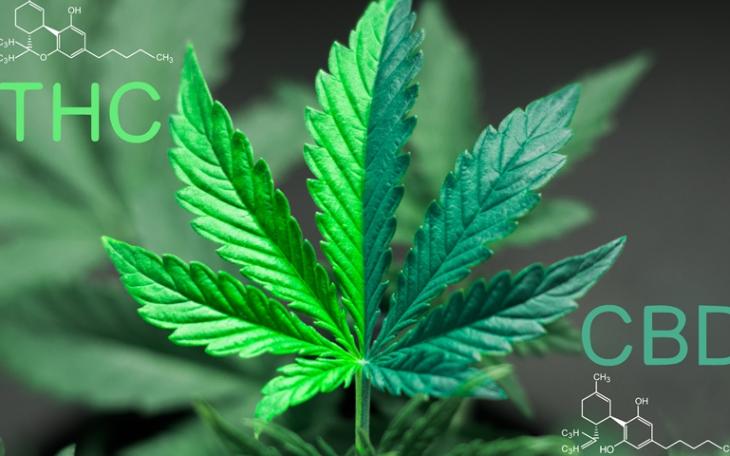 THC Marijuana CBD (Courtesy/Getty Images)
