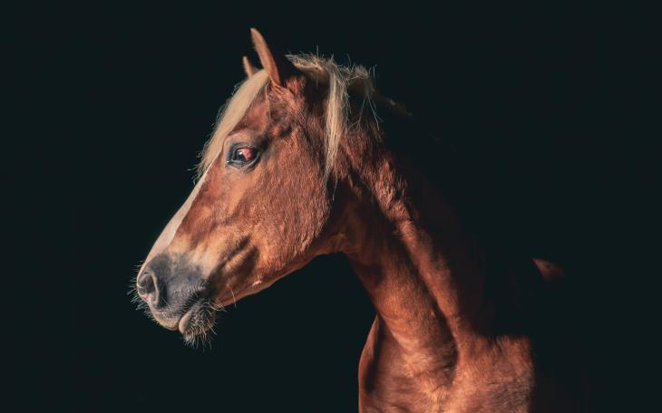 Equus at ASU Theatre (Courtesy/ASU)