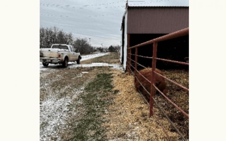 Bull Shot in Wichita County (Courtesy/TSCRA)