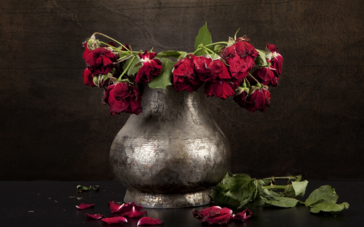 Wilted Valentines Day Roses (Courtesy/Live Science)