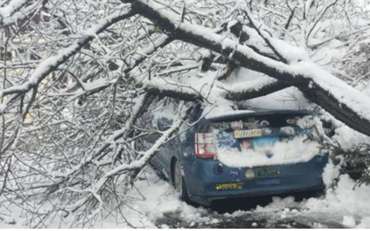 Ice Storm Damage (Courtesy/Barts Tree Service)