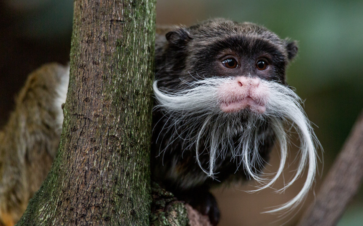Emperor Tamarin Monkey (Courtesy/Smithsonian)