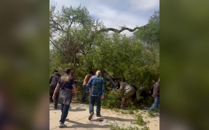 Tree Falling on San Antonio Zoo Goers