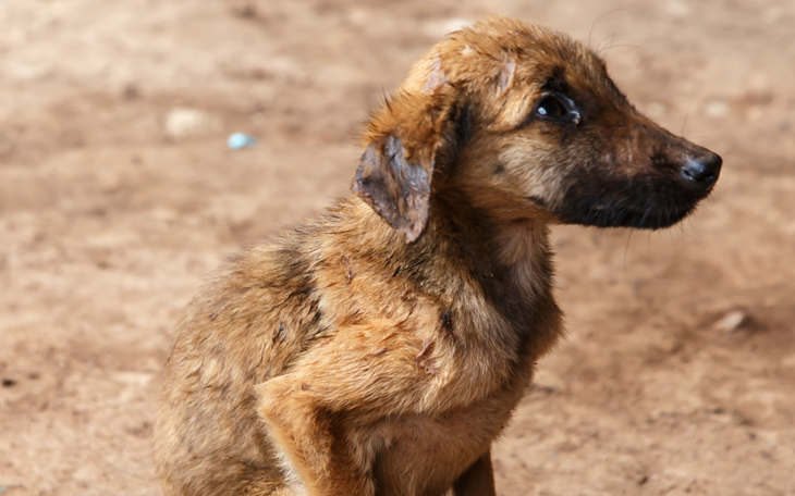 Starving Abused Dog (Courtesy/Texas Humane Network)