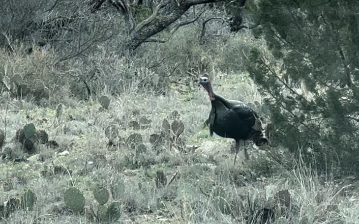 Turkey Tom at San Angelo State Park 3.10.23 (LIVE! Photo/Yantis Green)