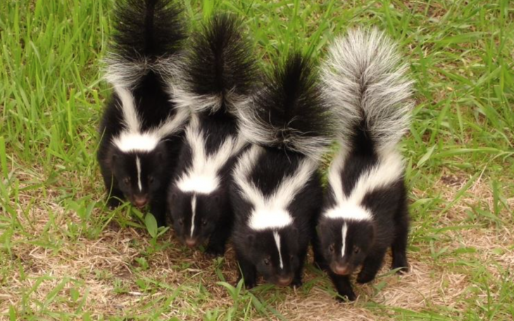 Striped Skunks (Curtesy/City of Parker, TX)