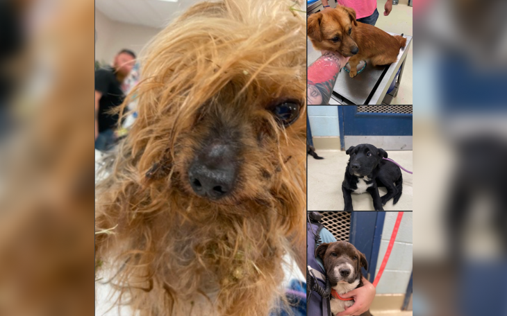 Dogs Found in San Angelo
