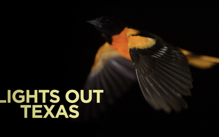 Lights Out Texas Bird Migration (Courtesy/birdcast)
