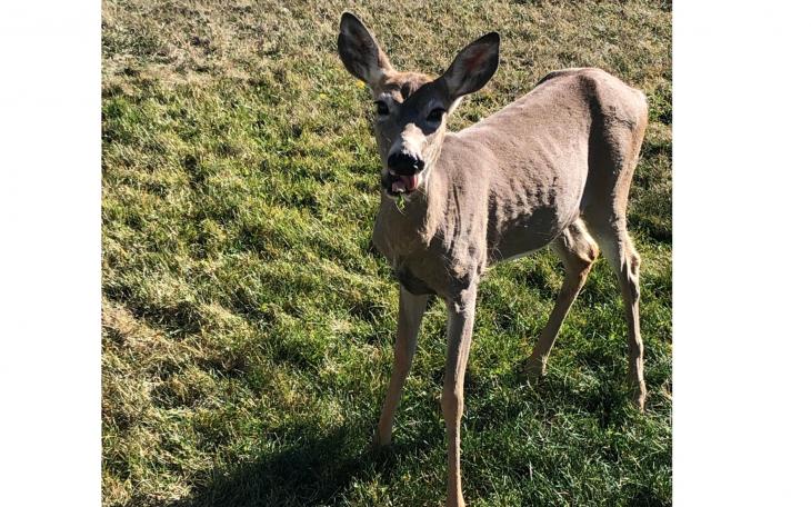 Chonic Wasting Disease (Courtesy/reddit)