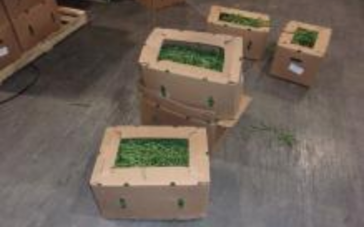 773 lbs Fentanyl Hidden in Green Beans (Courtesy/CBP)