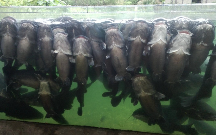 Fish at the Texas Freshwater Fisheries in Athens (Courtesy/Trip Advisor)