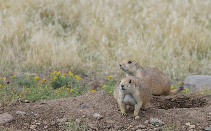 Prairie Dogs (Courtesy/National Parks)
