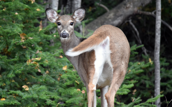 Whitetail Doe (Courtesy/Outdoor Life)