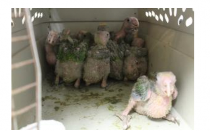 Baby Parrots Seized in Hidalgo (Courtesy/CBP)