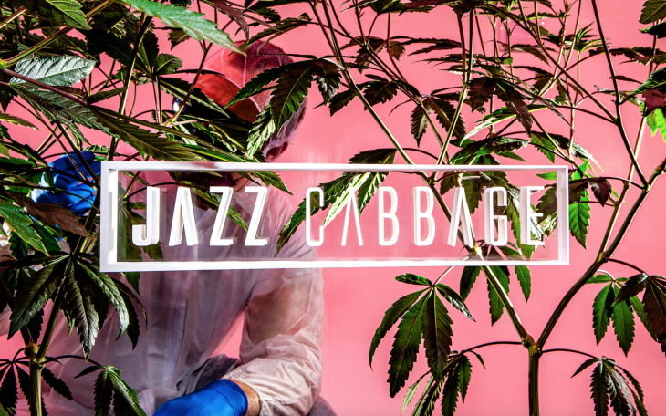 Jazz Cabbage Marijuana (Courtesy/Bullfrog Power)