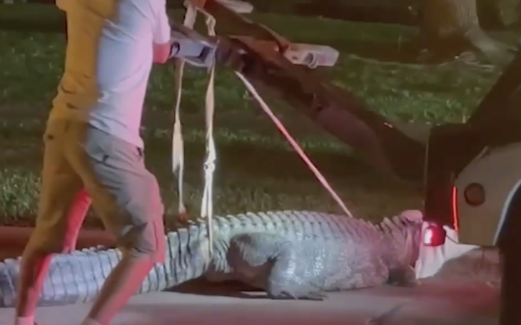 11-Foot Alligator Caught in Houston Suburb