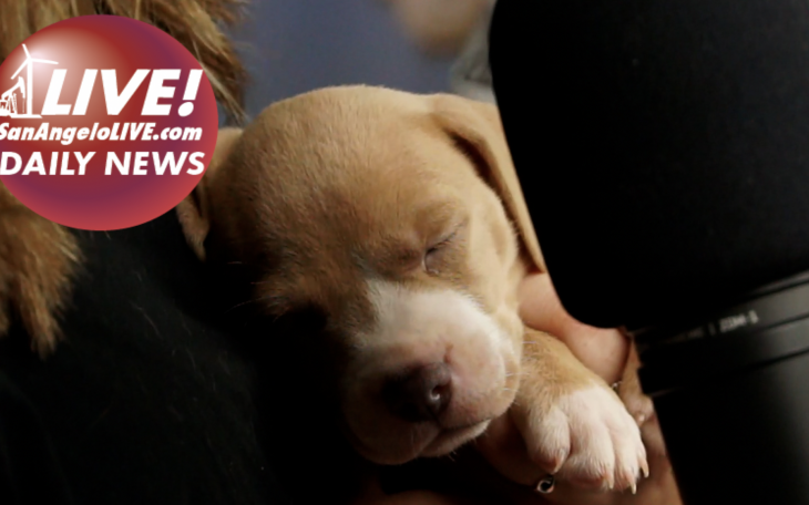 LIVE! Daily News | Litter of Puppies DUMPED in PAWs Donation Box