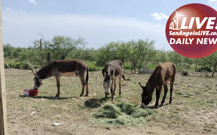 LIVE! Daily News | Crazed Donkeys Die Following Highway Crash