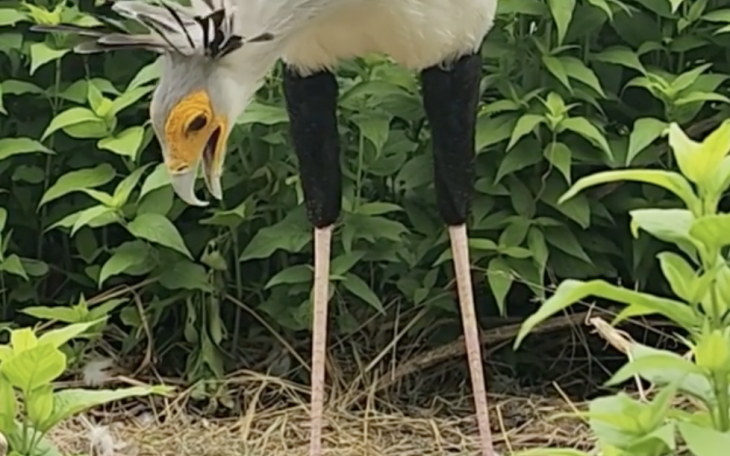 Secretary Bird at Abilene Zoo
