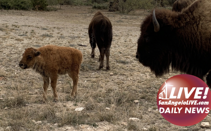 LIVE! Daily News| BREAKING: Baby Bison Born at the San Angelo State Park
