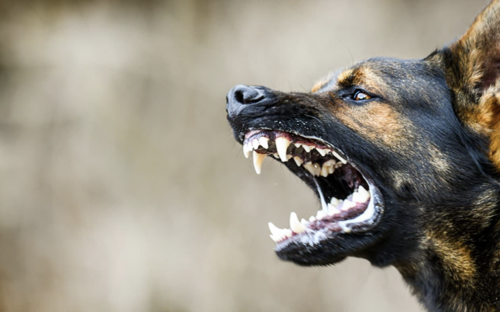 Dog Attack