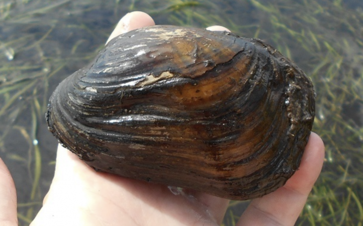 Selina Mucket Mussel