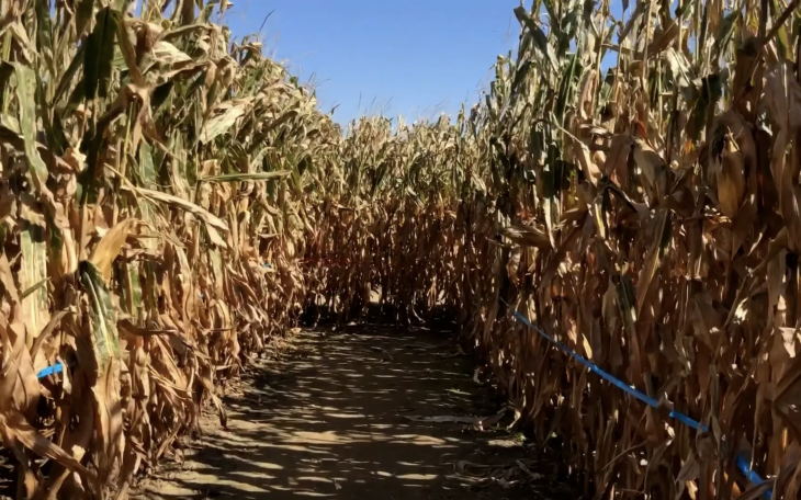 Corn Maze