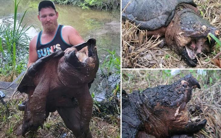 Alligator Snapping Turtle (Courtesy NYP)