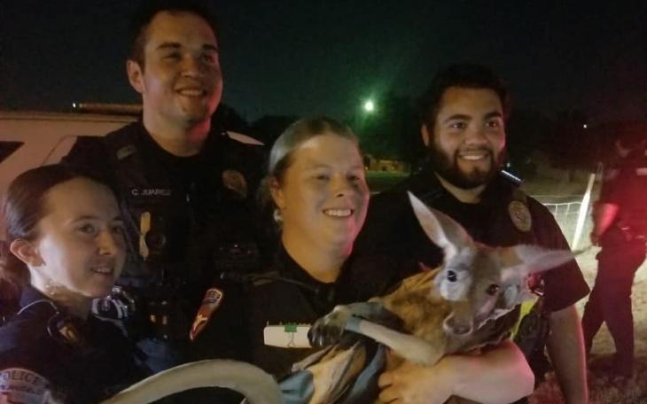 San Angelo Police Catch Wayward Kangaroo (Courtesy/SAPD)