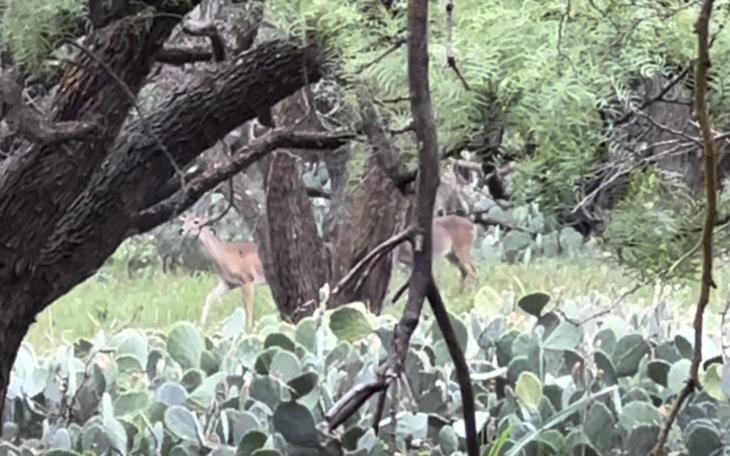 Whitetail Doe at San Angelo State Park 10/19/23 (LIVE photo Yantis Green)