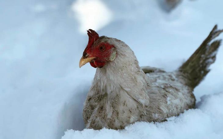Freezing Cold Chicken/Rooster (Courtesy Chicken Scratch)
