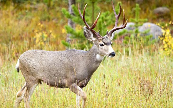 A Mule Deer
