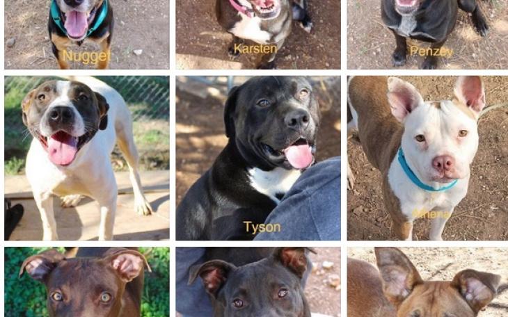 25 Dogs to be Euthanized (Courtesy CVPAWS)