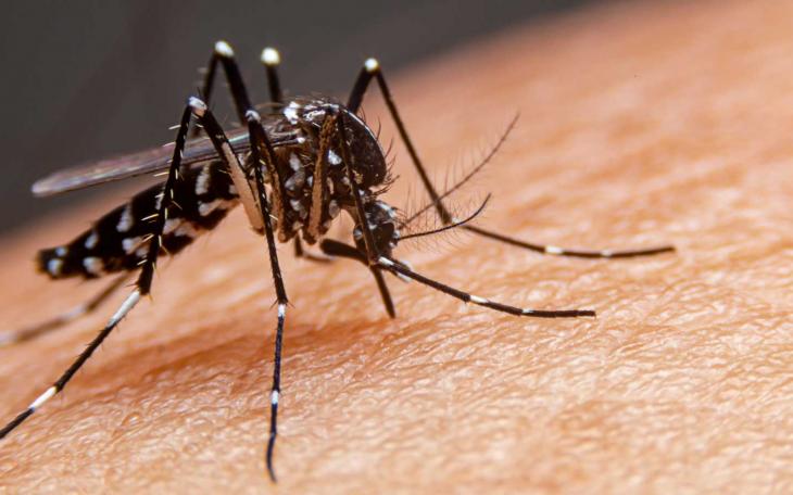 Striped mosquitoes are eating blood on human skin. Mosquitoes are carriers of dengue fever and malaria. Dengue fever is very widespread during the rainy season.