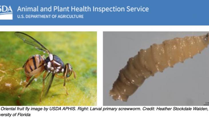 Wasp &amp; Worm Threat (Courtesy USDA)