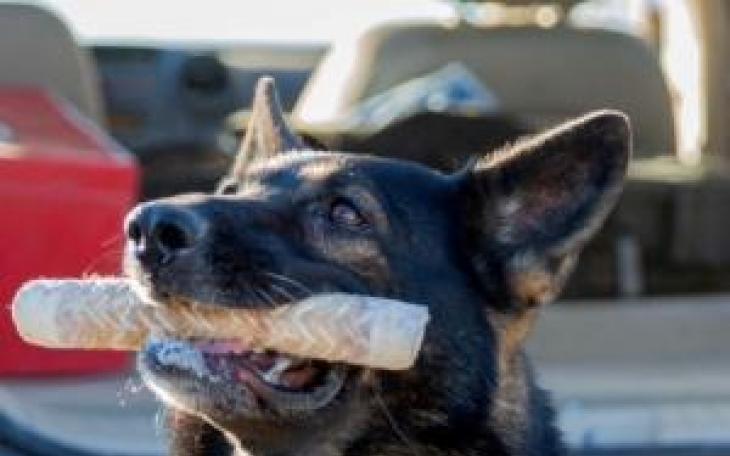 Border Patrol K-9 (Courtesy CBP)