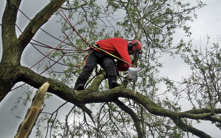 Tree Trimming pic