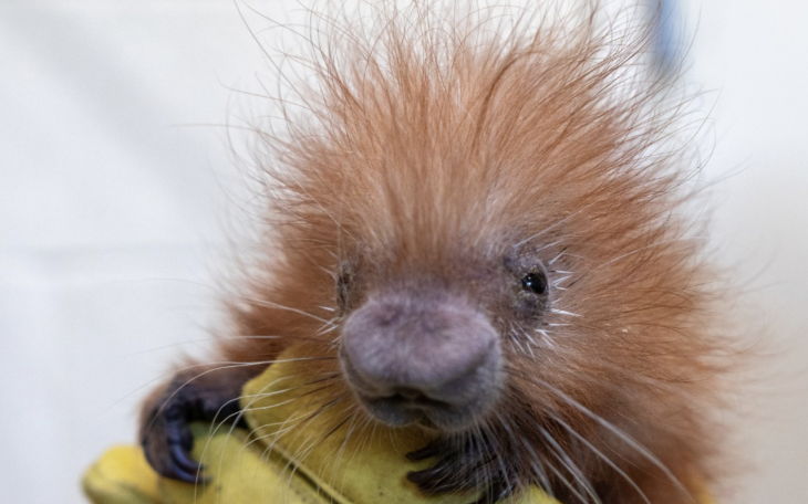 Buscuit, Abilene Zoo's baby prehensile-tailed porcupine