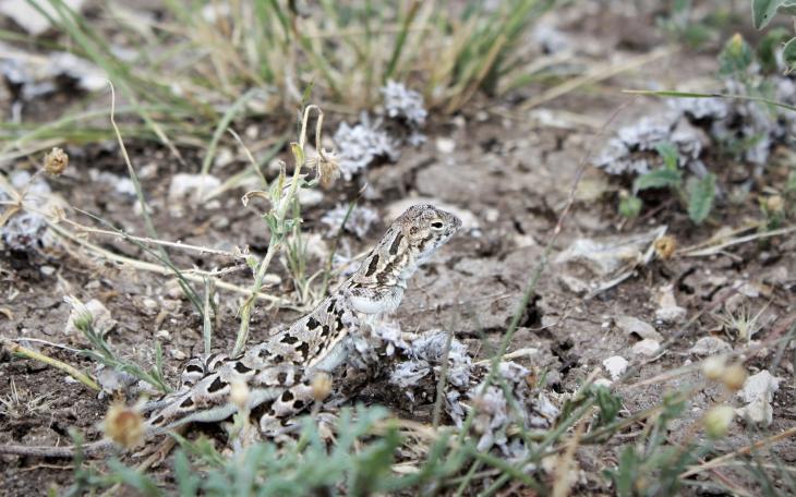 Plateau Spot-tailed Earless Lizard