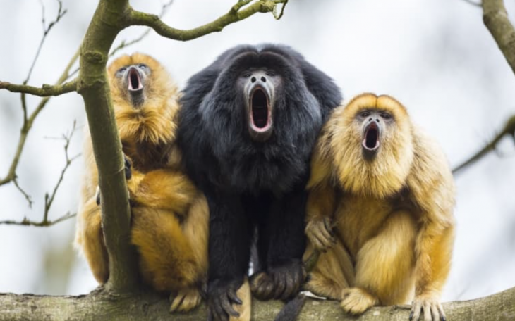 Howler Monkeys Courtesy Fact Animal