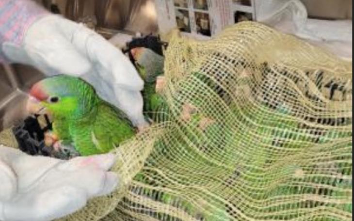 Smuggled Parrots Courtesy CBP
