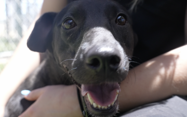 Bomba at Concho Valley PAWs