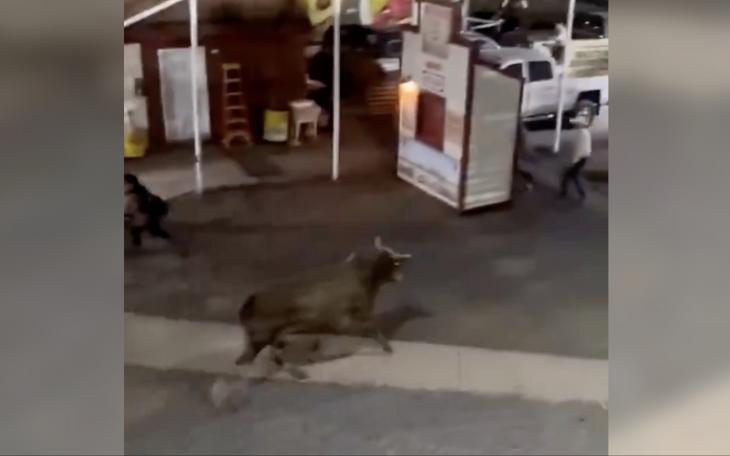 A Bull escaped the arena floor at the Sisters Rodeo in Oregon