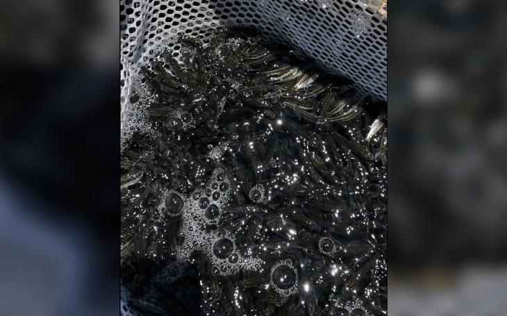 Fingerlings stocked in O.H. Ivie