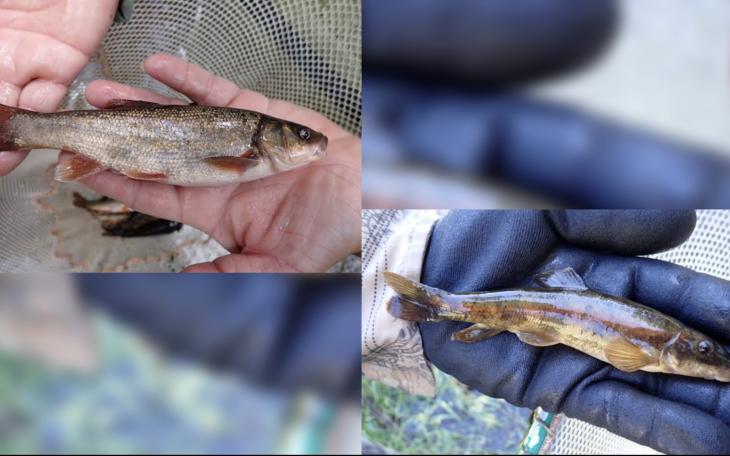 Rio Grande Chub and Rio Grande Sucker