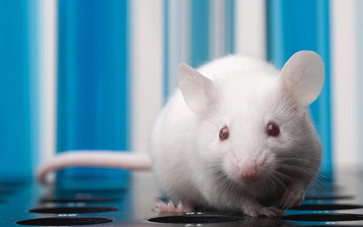 Lab mouse