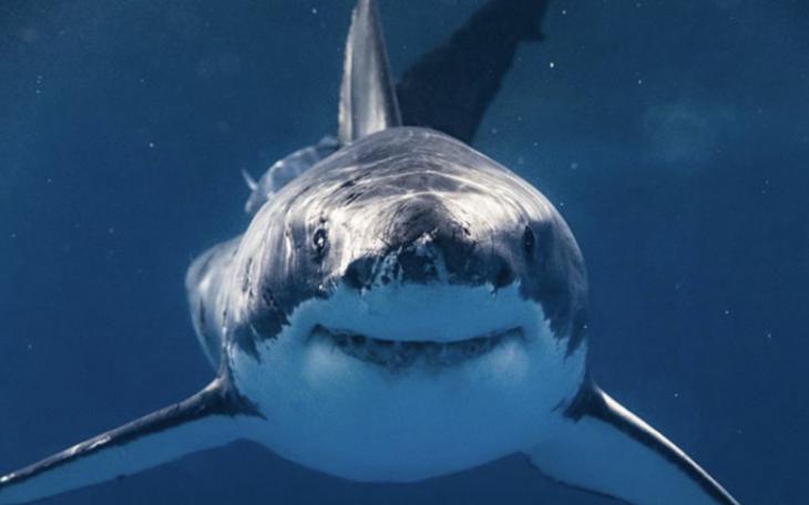 Shark Attack