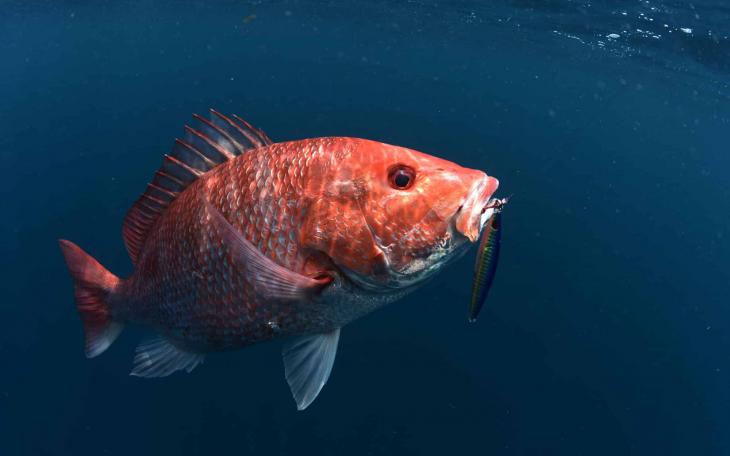Red Snapper Season Closes in Federal Waters on September 6