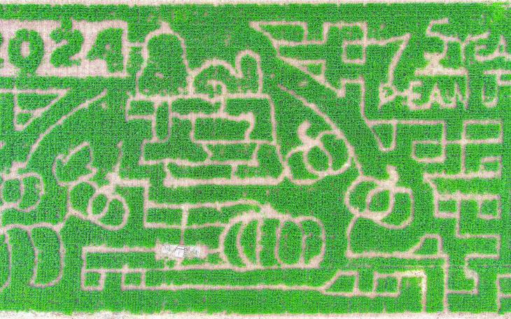 Circle S Corn Maze Partners with Peanuts to Celebrate 75th Anniversary